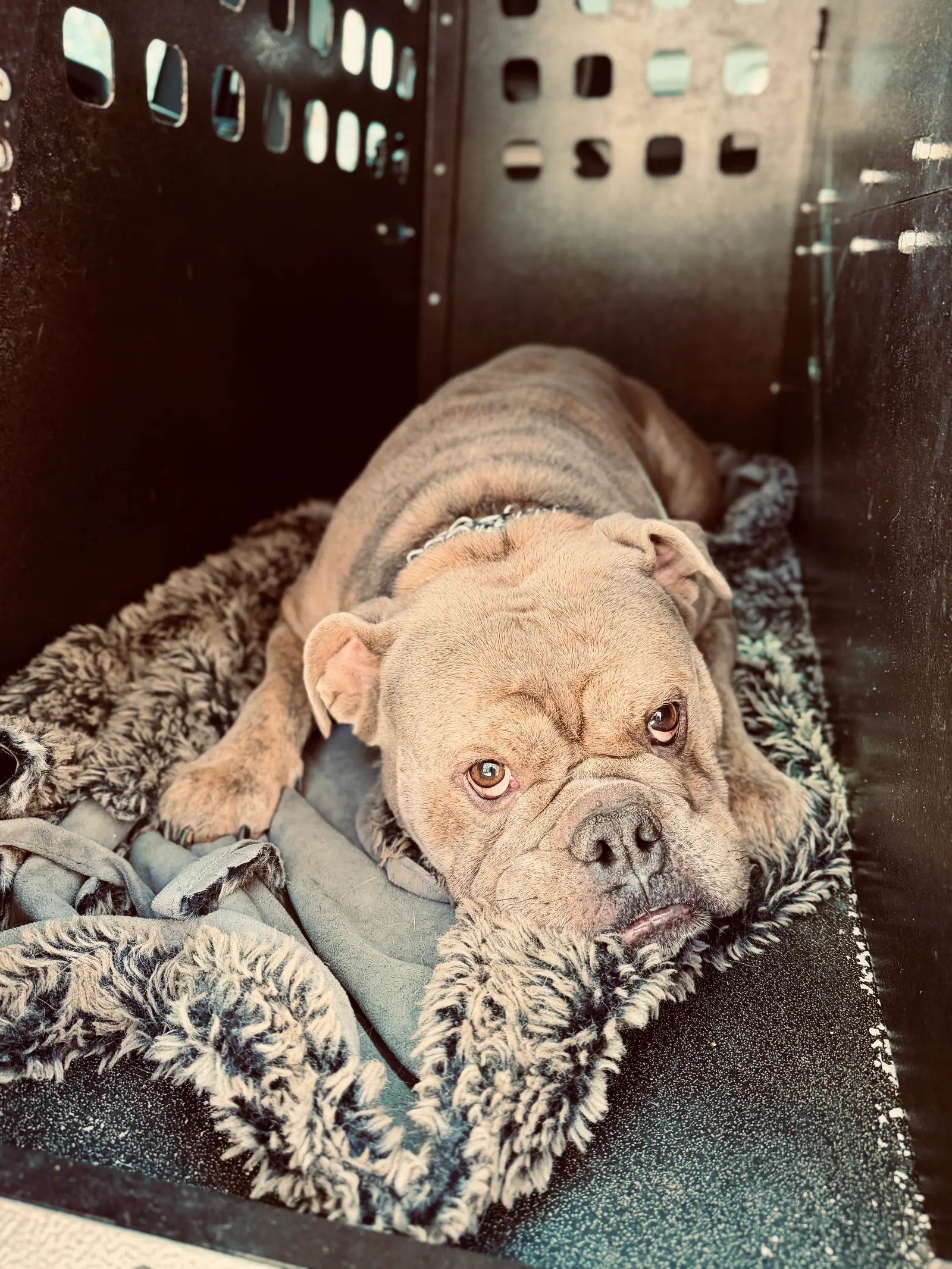 Pet transportation and local pet care support 9